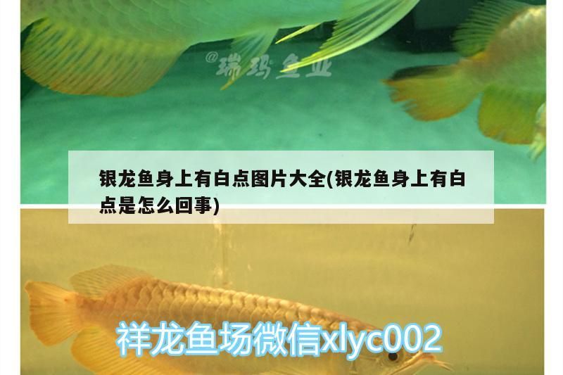 魚缸 銀龍魚身上有白點圖片大全(銀龍魚身上有白點是怎么回事) 銀龍魚百科 銀龍魚身上有白點圖片大全(銀龍魚身上有白點是怎么回事) 銀龍魚身上有白點圖片大全(銀龍魚身上有白點是怎么回事) 銀龍魚百科