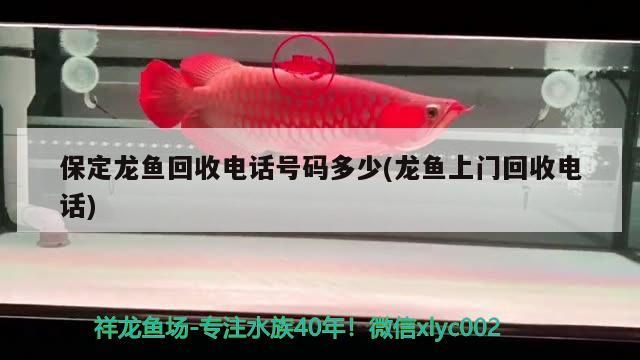 保定龍魚回收電話號碼多少(龍魚上門回收電話)