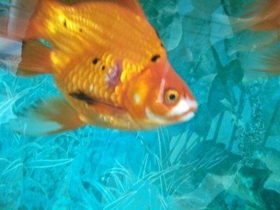 觀賞魚內(nèi)寄和外寄（內(nèi)寄生蟲和外寄生蟲的區(qū)別）