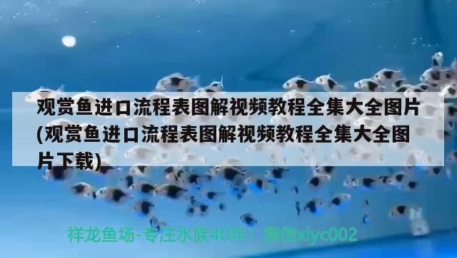 紅龍魚的挑選技巧和方法有哪些紅龍魚的挑選技巧和方法有哪些（紅龍魚的挑選技巧和方法）