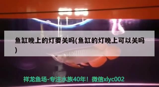 魚(yú)缸晚上的燈要關(guān)嗎(魚(yú)缸的燈晚上可以關(guān)嗎)