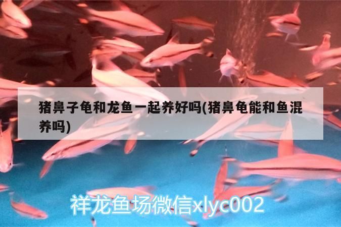 豬鼻子龜和龍魚一起養好嗎(豬鼻龜能和魚混養嗎)