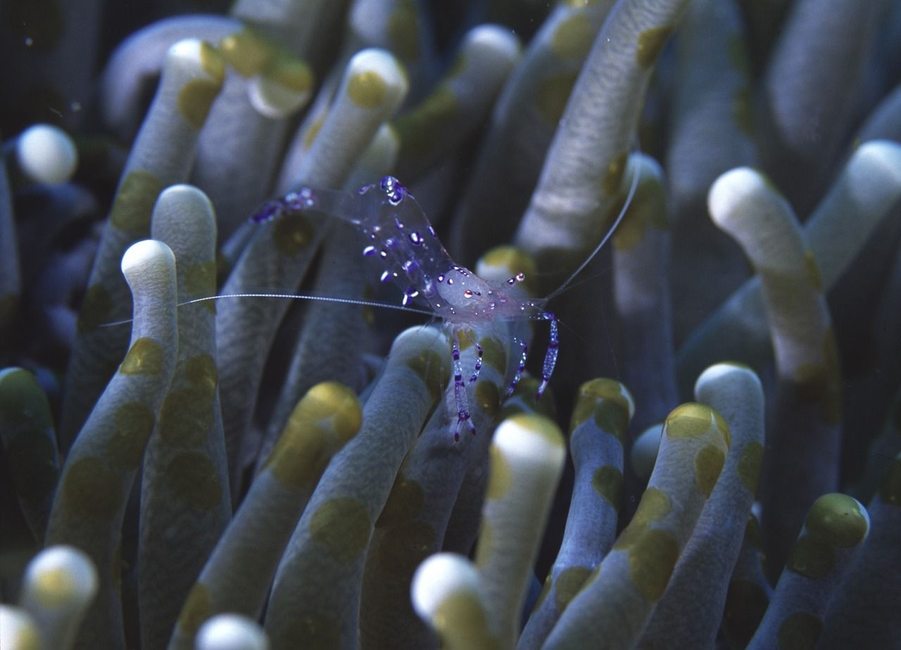 熱帶彩裙魚會不會繁殖（熱帶魚彩裙魚）