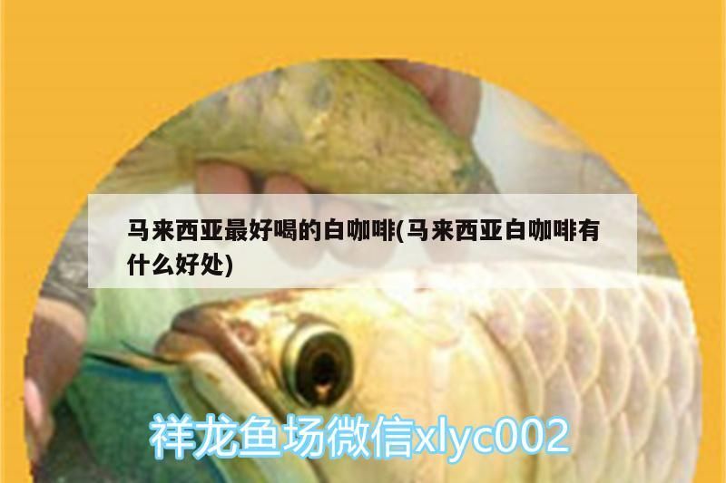 馬來西亞最好喝的白咖啡(馬來西亞白咖啡有什么好處)