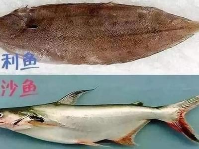 紅頭利魚（紅頭魚],紅頭魚的做法大模型提煉5個關鍵詞）