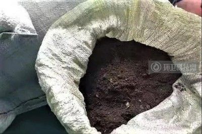 黑水虻處理餐廚垃圾（黑水虻養殖的經濟效益）