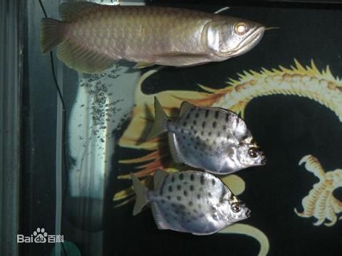 詳細(xì)閱讀:觀賞魚和食用魚混養(yǎng)能吃嗎(關(guān)于觀賞魚和食用魚混養(yǎng)的問題) 觀賞魚和食用魚混養(yǎng)能吃嗎(關(guān)于觀賞魚和食用魚混養(yǎng)的問題)