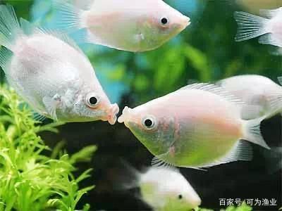 觀賞魚和食用魚混養(yǎng)能吃嗎（關(guān)于觀賞魚和食用魚混養(yǎng)的問題） 觀賞魚和食用魚混養(yǎng)能吃嗎（關(guān)于觀賞魚和食用魚混養(yǎng)的問題） 愛龍仕 第4張