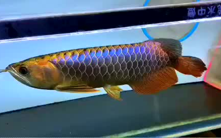 東莞市石龍年年有余水族館（惠陽年年有余水族館）