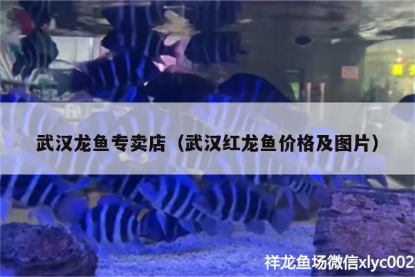印尼虎魚多少溫度飼養最好:印尼虎魚多少溫度飼養最好印尼虎魚多少溫度飼養最好 武漢龍魚專賣店(武漢紅龍魚價格及圖片) 黃金貓魚百科 武漢龍魚專賣店(武漢紅龍魚價格及圖片) 武漢龍魚專賣店(武漢紅龍魚價格及圖片) 黃金貓魚百科