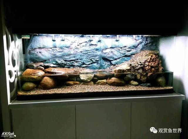 4米魚缸造景:4米魚缸造景的基本步驟 魚缸百科 第1張 4米魚缸造景:4米魚缸造景的基本步驟 4米魚缸造景:4米魚缸造景的基本步驟 魚缸百科 第1張