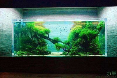 4米魚缸造景:4米魚缸造景的基本步驟 魚缸百科 第2張 4米魚缸造景:4米魚缸造景的基本步驟 4米魚缸造景:4米魚缸造景的基本步驟 魚缸百科 第2張