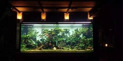 4米魚缸造景：4米魚缸造景的基本步驟 4米魚缸造景：4米魚缸造景的基本步驟 魚缸百科 第3張