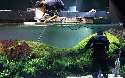 4米魚缸造景:4米魚缸造景的基本步驟 魚缸百科 第4張 4米魚缸造景:4米魚缸造景的基本步驟 4米魚缸造景:4米魚缸造景的基本步驟 魚缸百科 第4張