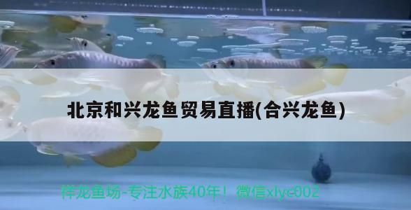 北京和興龍魚貿易直播(合興龍魚)