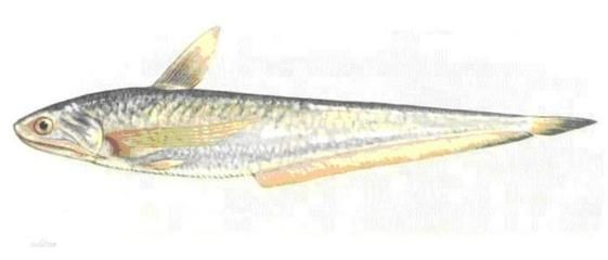 觀賞魚大眼魚哪個好養(yǎng)些（如何選擇適合的觀賞魚）
