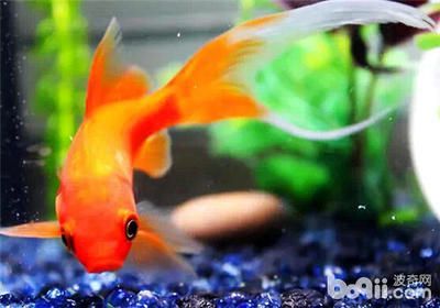 觀賞魚大眼魚哪個好養些（如何選擇適合的觀賞魚）