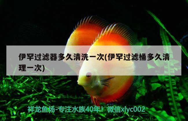 魚缸 伊罕過濾器多久清洗一次(伊罕過濾桶多久清理一次) 伊罕水族 伊罕過濾器多久清洗一次(伊罕過濾桶多久清理一次) 伊罕過濾器多久清洗一次(伊罕過濾桶多久清理一次) 伊罕水族