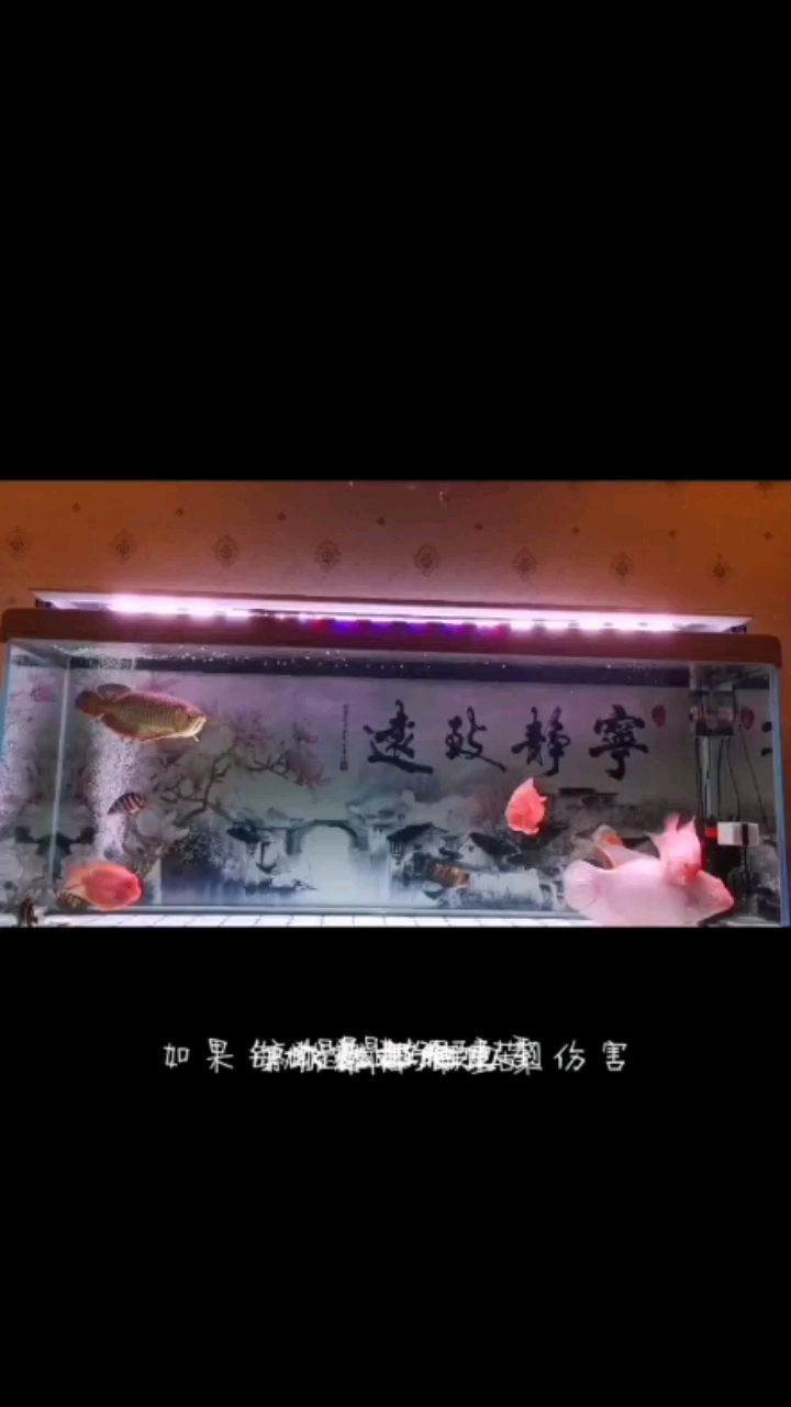 魚缸配件哪里買便宜好用（魚缸配件批發） 魚缸配件哪里買便宜好用（魚缸配件批發） 李亞四龍魚