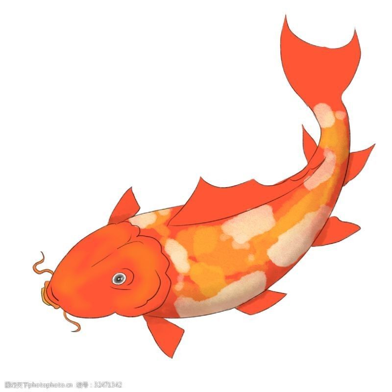 大紅魚（大紅魚是什么魚？）