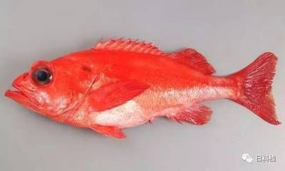 大紅魚(大紅魚是什么魚?) 九鼎魚缸 第4張 大紅魚(大紅魚是什么魚?) 大紅魚(大紅魚是什么魚?) 九鼎魚缸 第4張