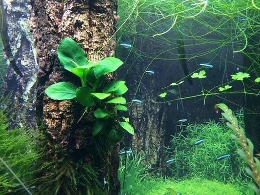 武漢魚缸回收公司有哪些地址及電話（武漢魚缸回收公司有哪些地址及電話）