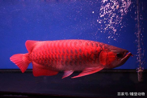 最好的紅龍魚是哪種魚啊:探究紅龍魚的品種與最佳選擇 紅龍魚百科 第5張 最好的紅龍魚是哪種魚啊:探究紅龍魚的品種與最佳選擇 最好的紅龍魚是哪種魚啊:探究紅龍魚的品種與最佳選擇 紅龍魚百科 第5張
