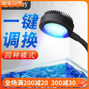 led燈魚缸能爆藻嗎？：led燈在魚缸中的應用