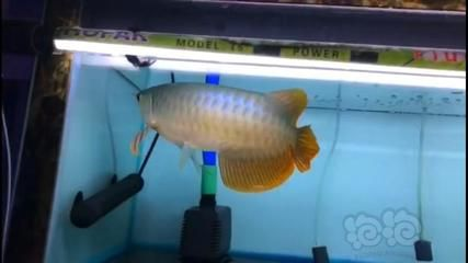 大湖紅龍魚對比印尼紅龍魚哪個好養活:大湖紅龍魚與印尼紅龍魚哪個更好養殖 大湖紅龍魚百科 第3張 大湖紅龍魚對比印尼紅龍魚哪個好養活:大湖紅龍魚與印尼紅龍魚哪個更好養殖 大湖紅龍魚對比印尼紅龍魚哪個好養活:大湖紅龍魚與印尼紅龍魚哪個更好養殖 大湖紅龍魚百科 第3張