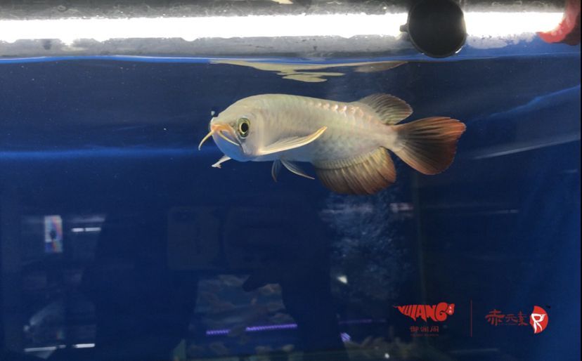 寧波水族館赤元素珍品紅龍長手怪 赤元素 第1張 寧波水族館赤元素珍品紅龍長手怪 寧波水族館赤元素珍品紅龍長手怪 赤元素 第1張