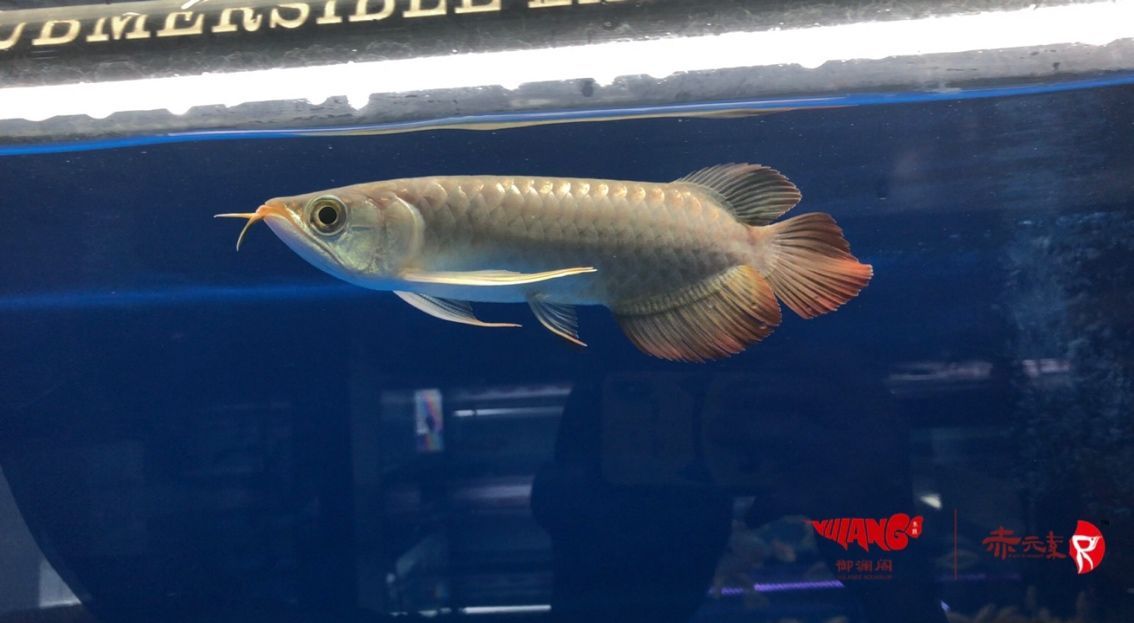 寧波水族館赤元素珍品紅龍長手怪 赤元素 第2張 寧波水族館赤元素珍品紅龍長手怪 寧波水族館赤元素珍品紅龍長手怪 赤元素 第2張