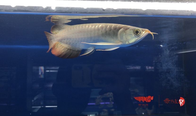 寧波水族館赤元素珍品紅龍長手怪 赤元素 第3張 寧波水族館赤元素珍品紅龍長手怪 寧波水族館赤元素珍品紅龍長手怪 赤元素 第3張