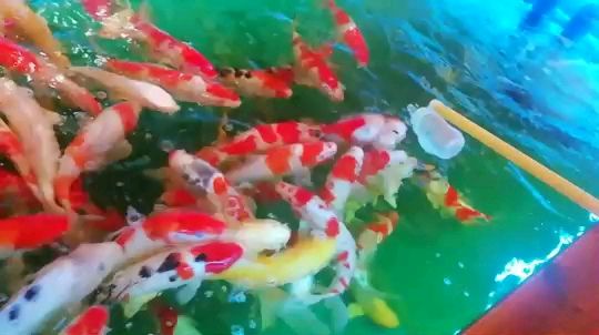 陽江水族館肥肥搶食洪龍閣圈 陽江水族館肥肥搶食洪龍閣圈 錦鯉魚百科 第1張