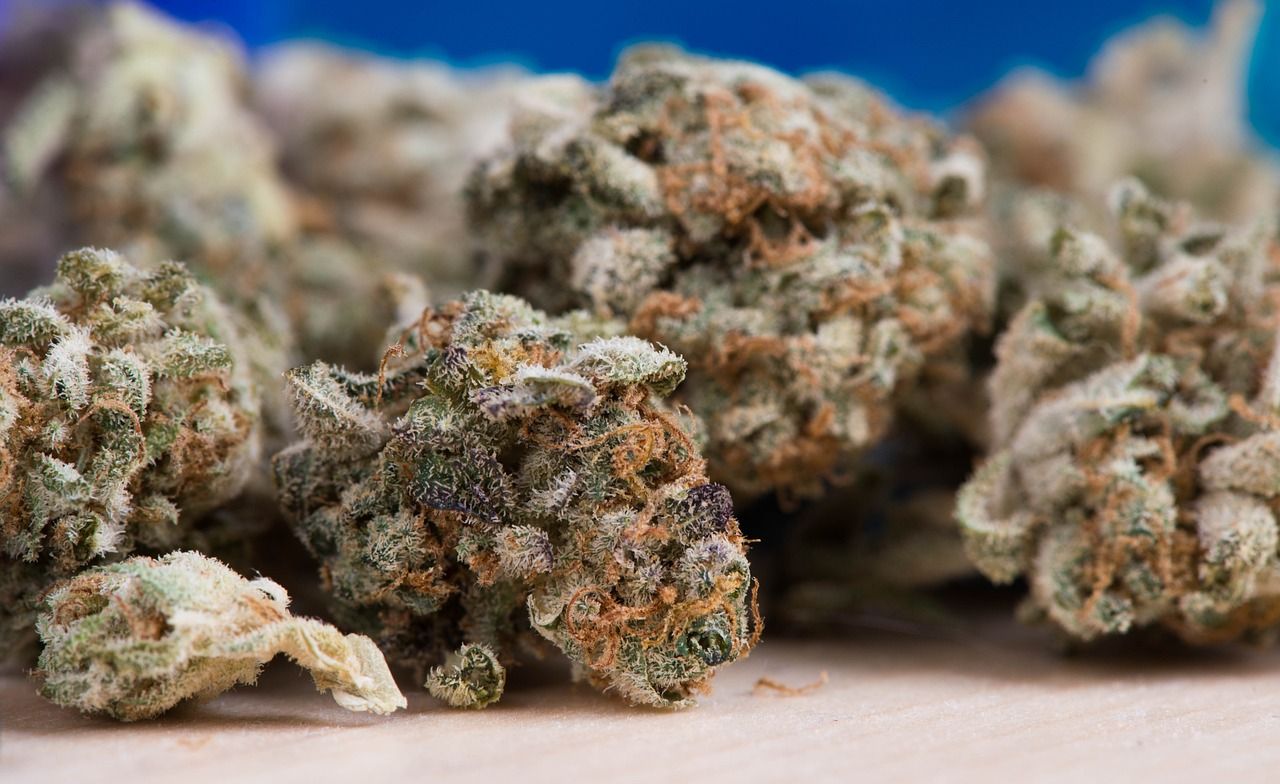 吉印刀鋒能養水草嗎，印吉刀鋒系列好還是青翠好