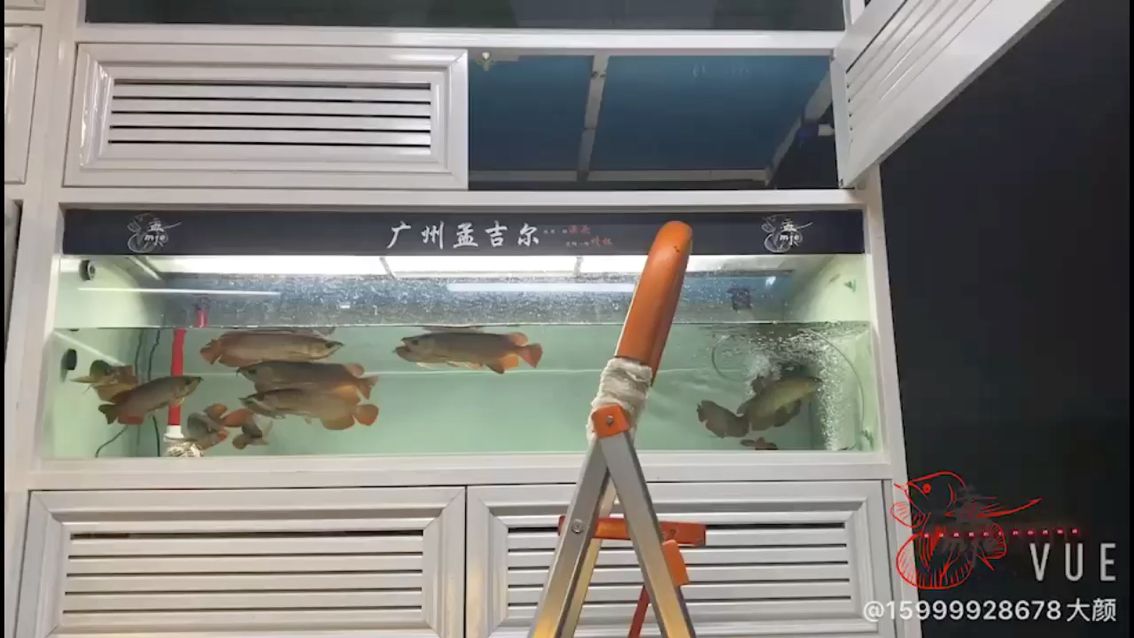 廣州水族批發市場孟吉爾～孟吉爾紅外線F1小孟