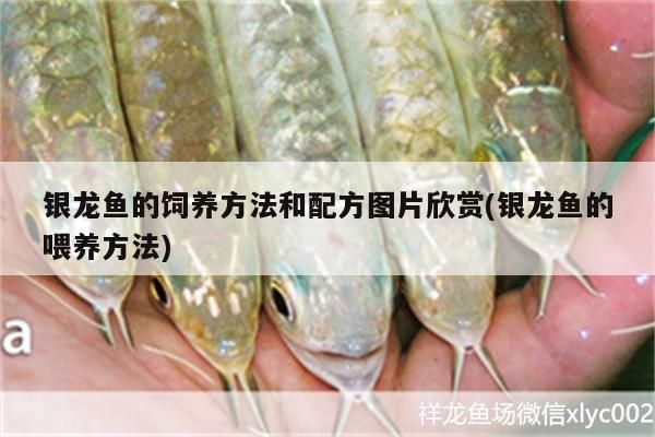 銀龍魚的飼養方法和配方圖片欣賞(銀龍魚的喂養方法)