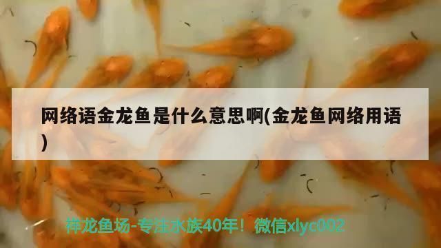過背金龍魚是什么意思網絡用語怎么說的：“過背金龍魚”在網絡用語中并沒有特殊的含義