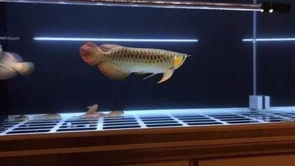 過背金龍魚是什么意思網(wǎng)絡(luò)用語怎么說的：“過背金龍魚”在網(wǎng)絡(luò)用語中并沒有特殊的含義