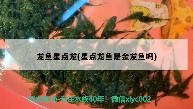 印尼大湖紅龍魚多少錢一條（印尼大湖紅龍魚多少錢一條啊）