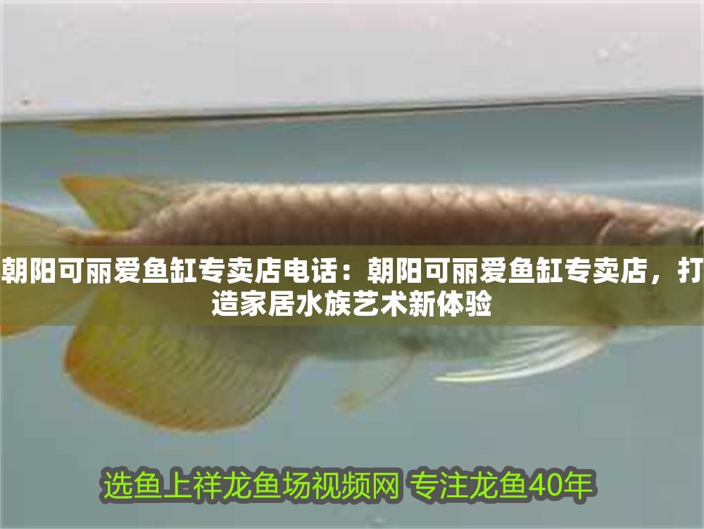 朝陽可麗愛魚缸專賣店電話：朝陽可麗愛魚缸專賣店，打造家居水族藝術(shù)新體驗(yàn)