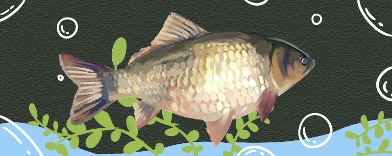 網上觀賞魚店 網上觀賞魚店怎么樣