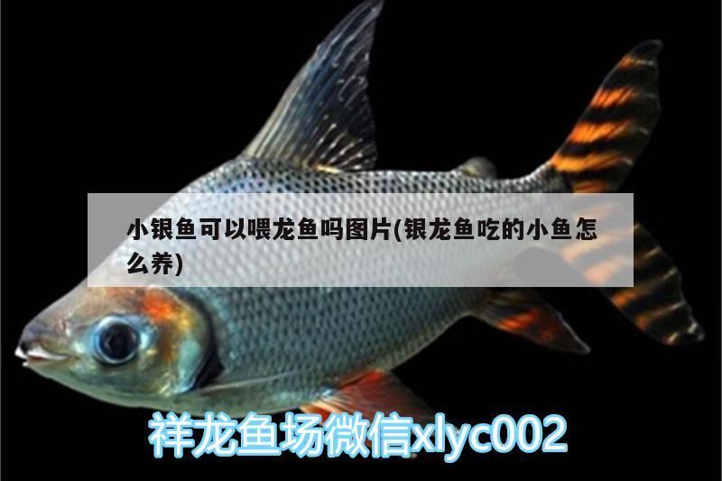 飼料 小銀魚可以喂龍魚嗎圖片(銀龍魚吃的小魚怎么養(yǎng)) 銀龍魚百科 小銀魚可以喂龍魚嗎圖片(銀龍魚吃的小魚怎么養(yǎng)) 小銀魚可以喂龍魚嗎圖片(銀龍魚吃的小魚怎么養(yǎng)) 銀龍魚百科