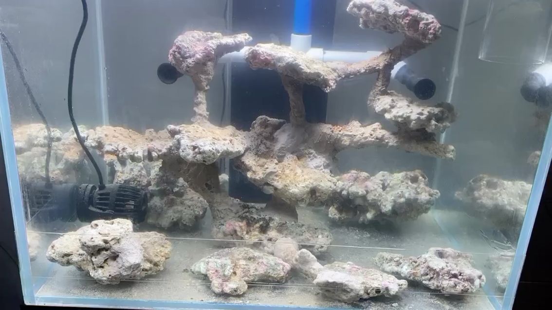 入海開始 入海開始 黃金貓魚百科 第1張