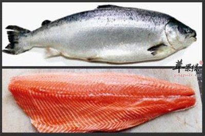 中國雷龍魚長什么樣子：探秘中國雷龍魚，水中的神秘精靈