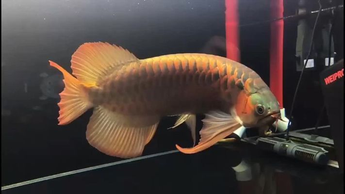 雪中紅魚：雪中紅魚能長多大