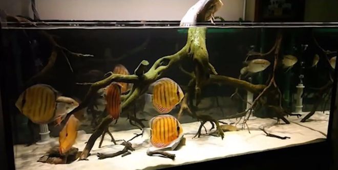 詳細(xì)閱讀:天龍魚(yú)是哪里的魚(yú)(天龍魚(yú)是哪里的魚(yú)圖片) 天龍魚(yú)是哪里的魚(yú)(天龍魚(yú)是哪里的魚(yú)圖片)