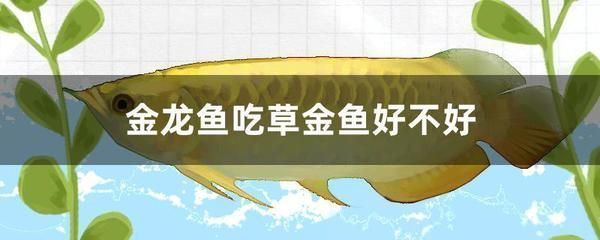 金龍魚吃草金有什么好處：金龍魚吃草金有什么好處， 金龍魚吃草金有什么好處：金龍魚吃草金有什么好處， 金龍魚百科 第4張