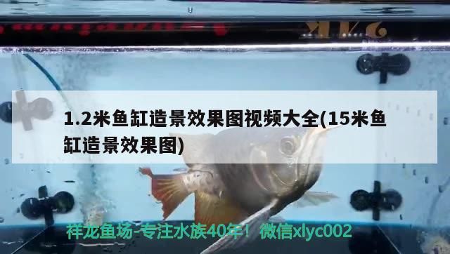 魚缸過濾器選購指南:自制魚缸過濾器魚缸上置過濾器對于養魚愛好者的必備知識 1.2米魚缸造景效果圖視頻大全(15米魚缸造景效果圖) 豬鼻龜百科 1.2米魚缸造景效果圖視頻大全(15米魚缸造景效果圖) 1.2米魚缸造景效果圖視頻大全(15米魚缸造景效果圖) 豬鼻龜百科