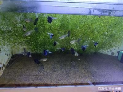 90厘米魚缸多少魚合適：魚缸養魚的尺寸是決定魚缸養魚的關鍵因素之一