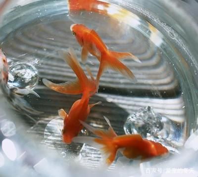 90厘米魚缸多少魚合適：魚缸養魚的尺寸是決定魚缸養魚的關鍵因素之一